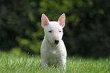 BULL TERRIER MINIATURE 123